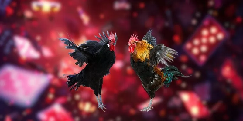 da-ga-bj88-gioi-thieu